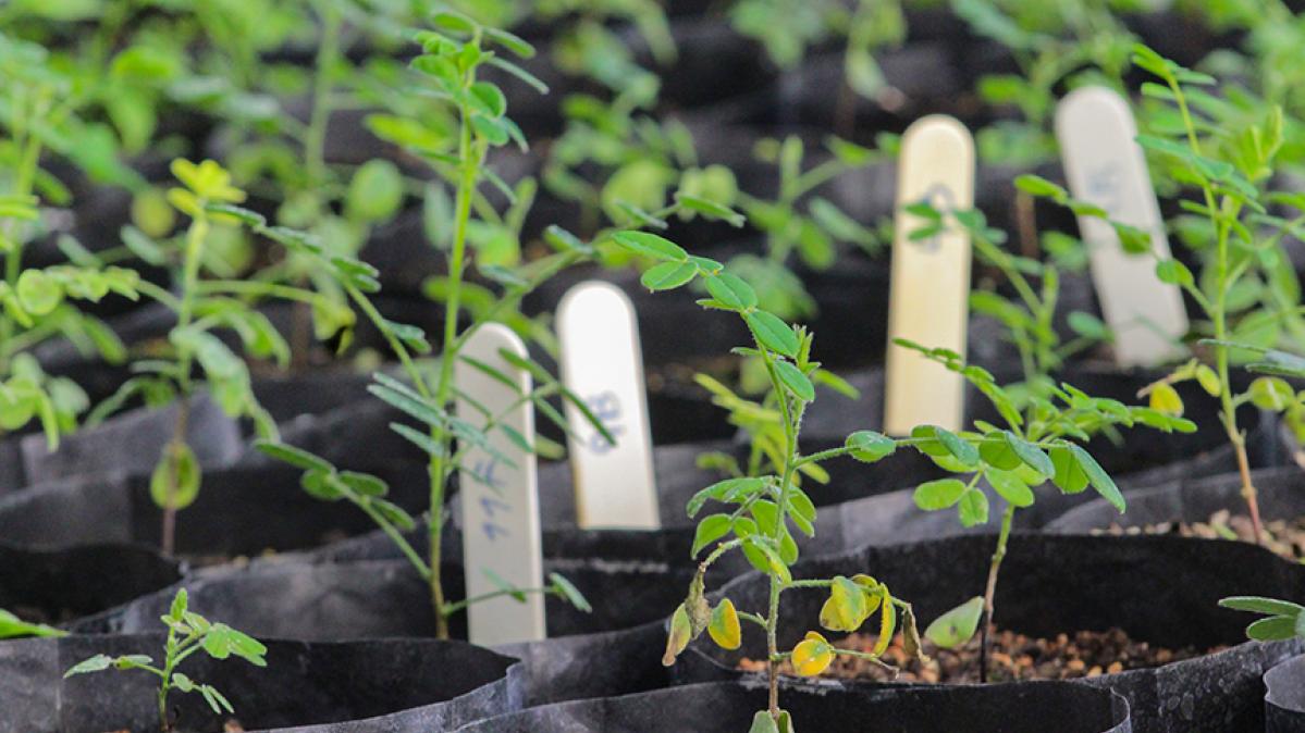 close up of plant starts in black pots with popsicle sticks stuck in dirt in each pot to identify the plants